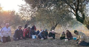 Zeytin Ekibimiz: Bir Aile, Bir Sevda, Bir Hikâye